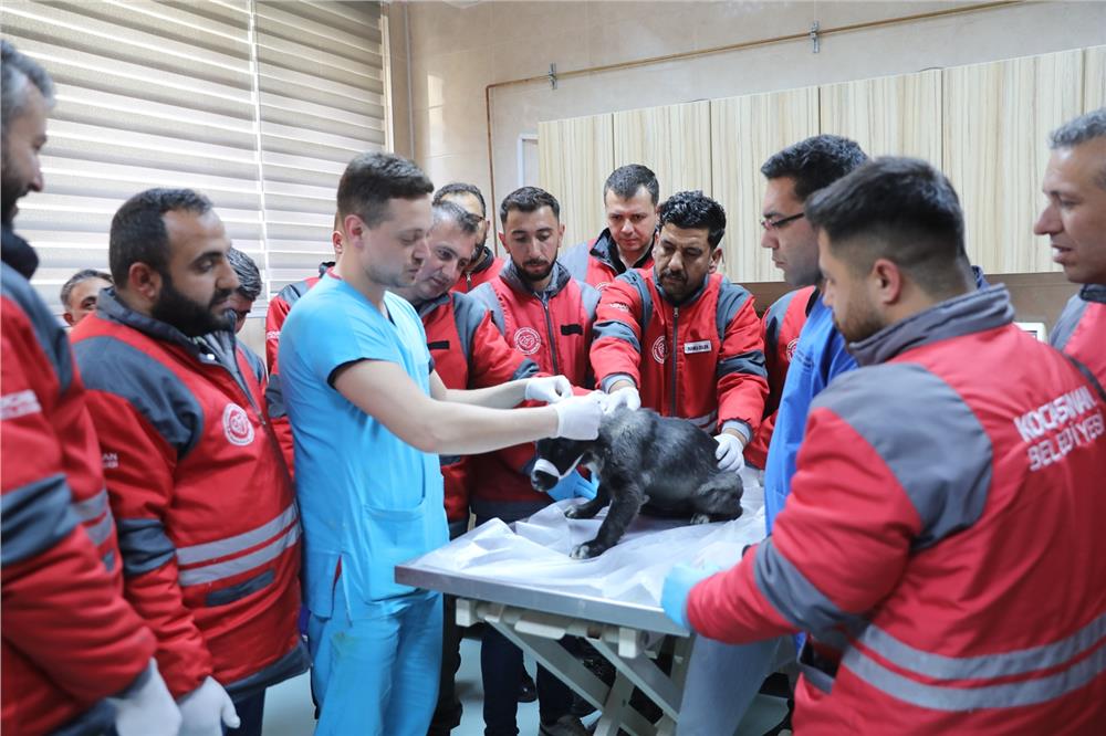 Kocasinan Belediyesi Veterinerlik personeline sertifikalı eğitim