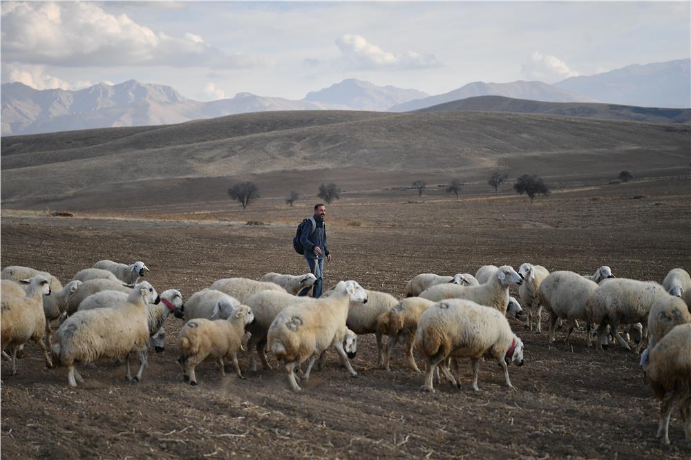 Kayseri kırsalında koyun sayısı arttı, meralar canlandı