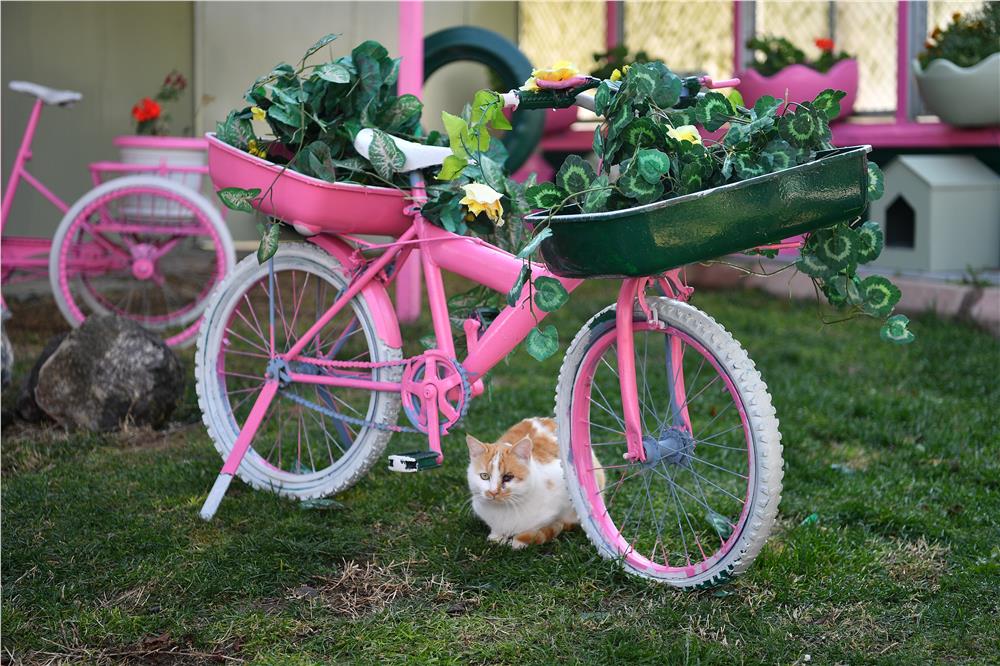 Kayseri'deki patili dostlara yaşam desteği