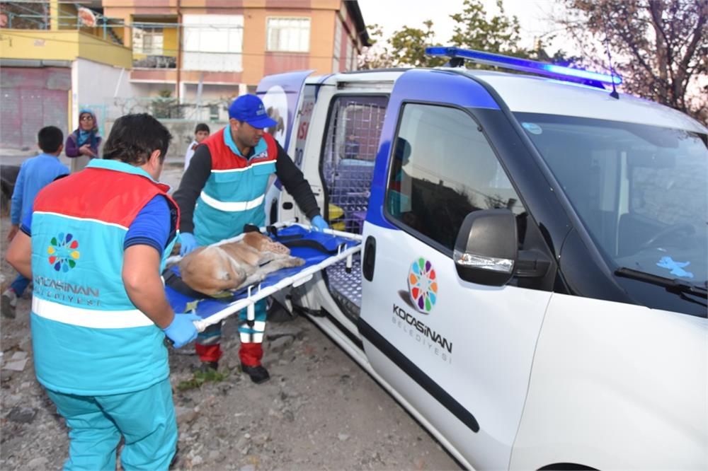 Küçük Dostlar Ambulansı, on binlerce can kurtardı