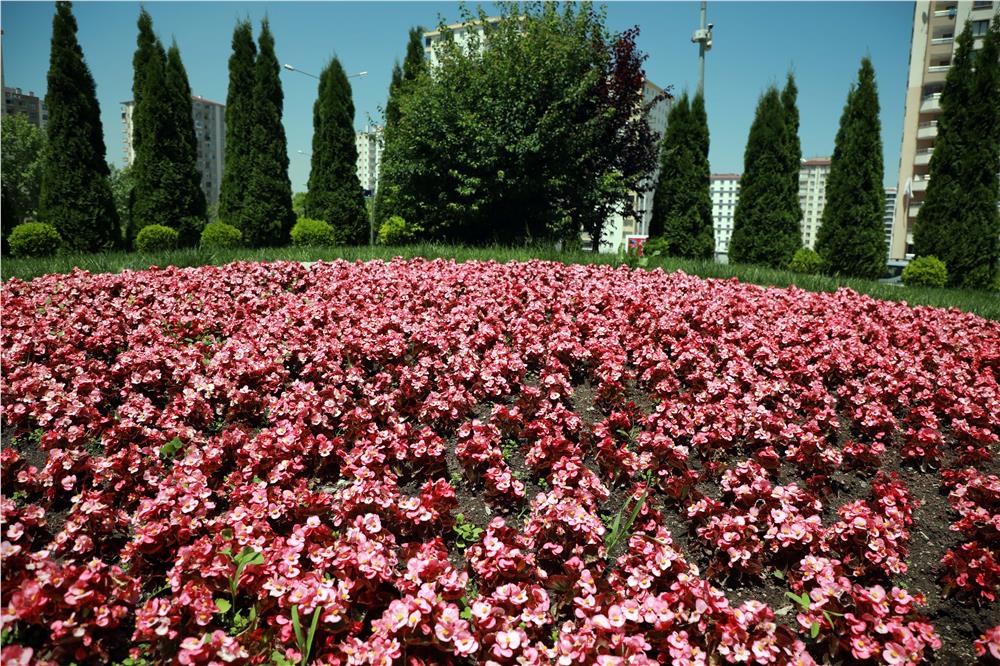 Talas; çiçek yılı ilan ettiği 2026