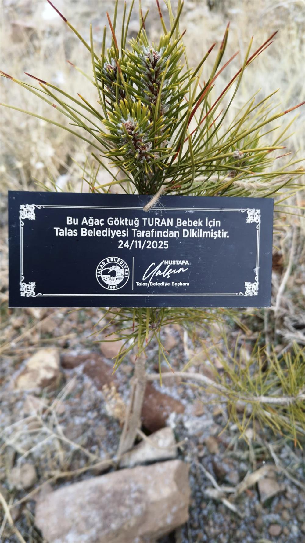 Talas Belediyesi her bebek için bir fidan dikiyor