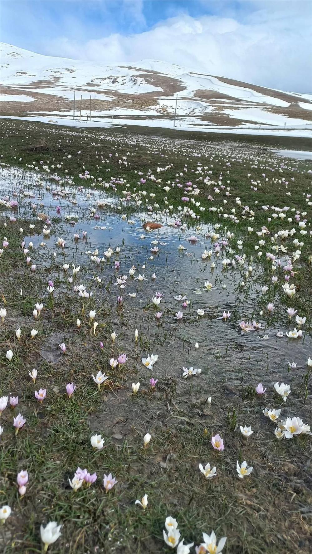 Akkışla’da kar çiçekleri doğayı süsledi