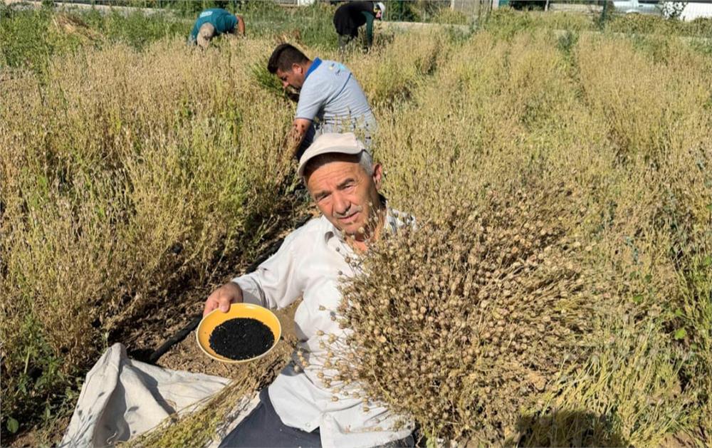 Develi'de çörek otu hasadı başladı