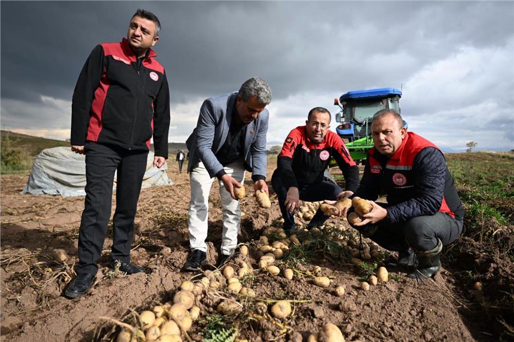 Talas’ta patates hasadı yapıldı